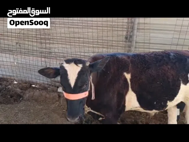عجل سمين ومعلوف سمين وسعوا ارخص من السوك