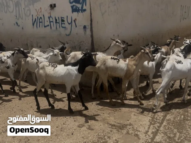 اغنام صوماليه للبيع