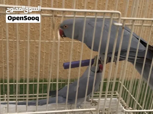 درة زوج رصاصي صحتهم جيدة الحمدلله جاهزين للانتاج