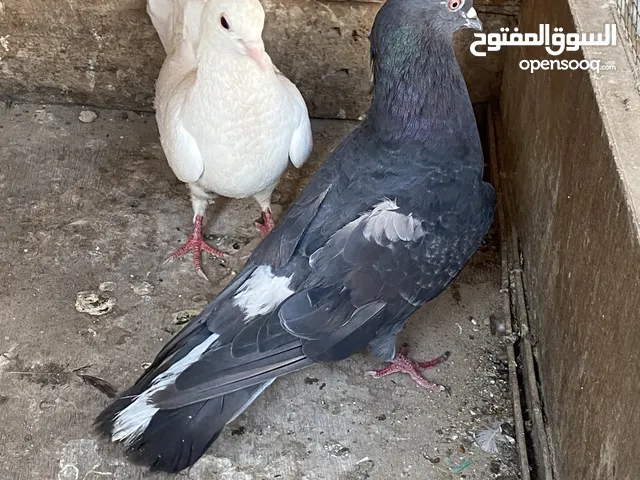 حمام لوت للبيع. وحمام. حلو