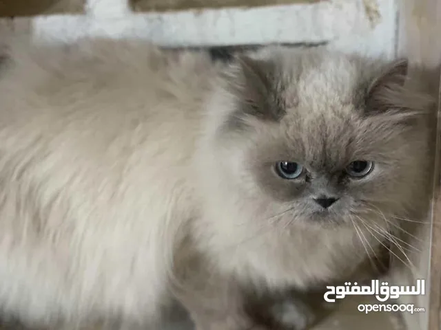 قطة نوع هملايا ملقحة ونقية للبيع