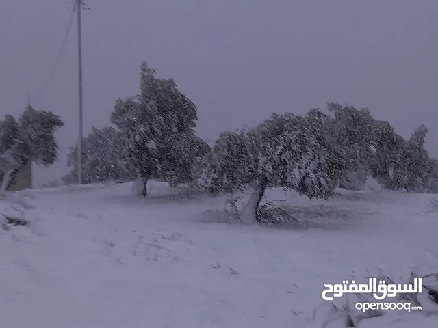 طير روز ضايع