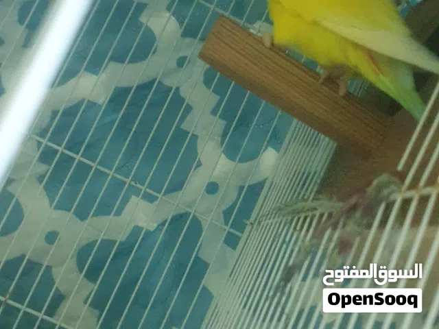 6 طيور  للجادين فقط