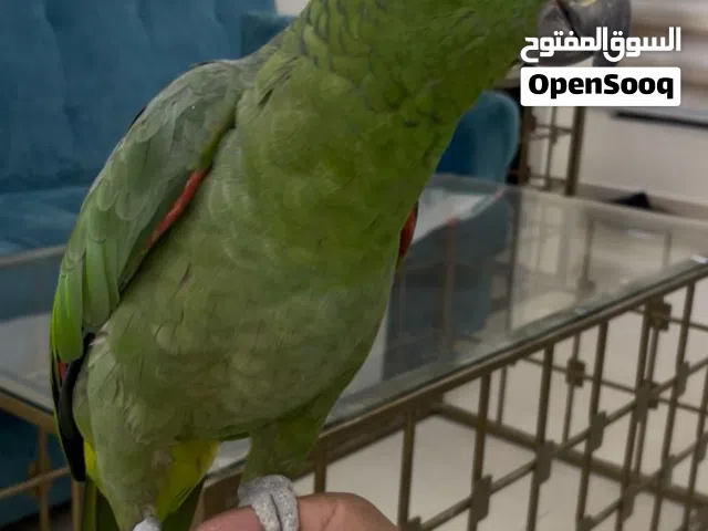 للبيع امزون الليف عمره سنه و شهرين بداية كلام بابا حبيبي الحمد الله ما شاء الله