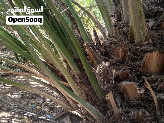 فسائل برحي حر مال ابو الخصيب