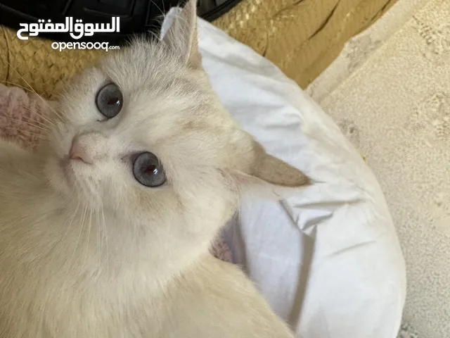 قطة عمرها سنة حنونة جدا طالبة التزاوج