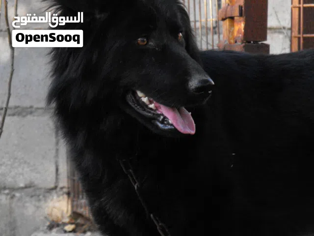 انثى جيرمن شيبرد رويال بلاك