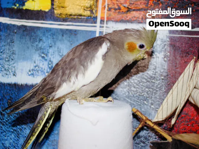 للبيع فروخ لوفبيرد وكروان عس شرط الصحه والربوه