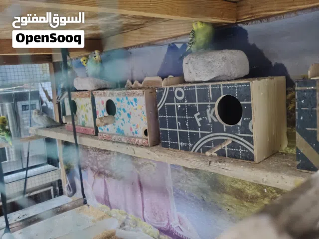 طيور حب الوان كلش حلوه