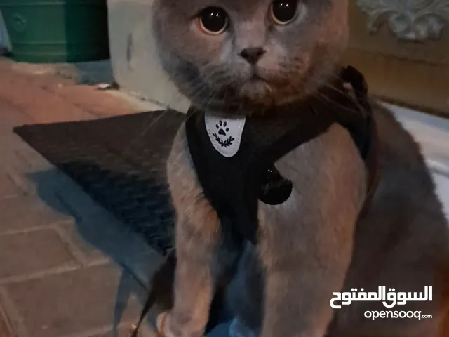 قط britsh مخصي للبيع هادىء جدا