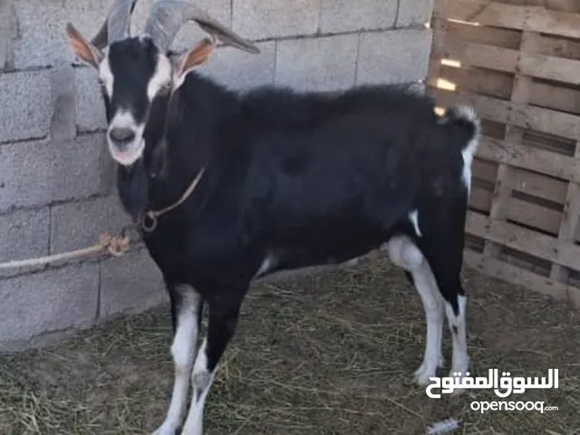 جدي البين بريطاني للبيع