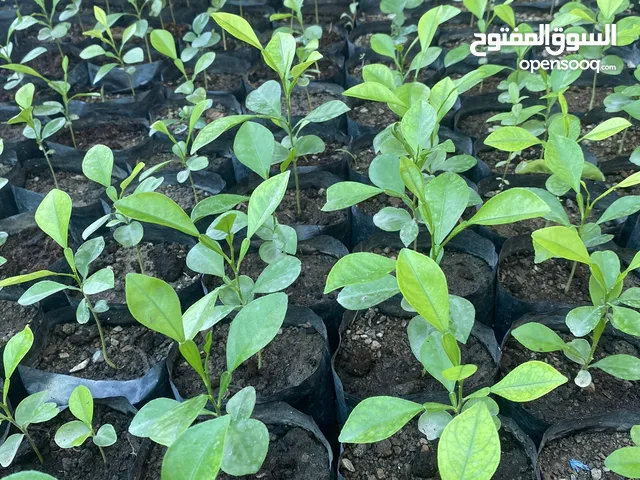 الحق ما تلحق على العرض
