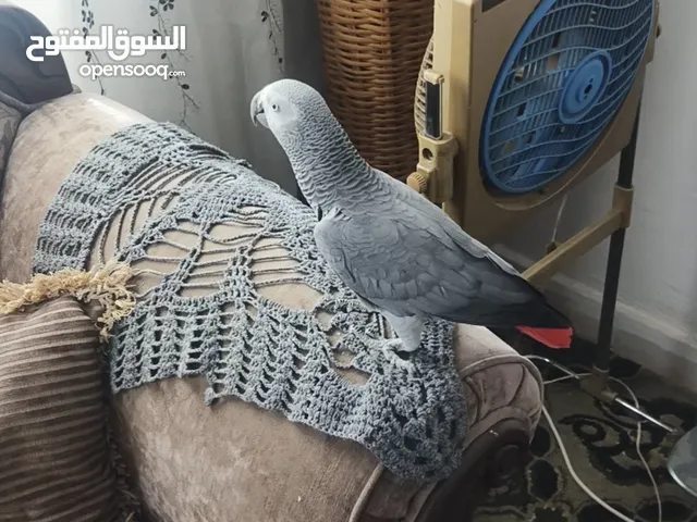 ببغاء كاسكو متحدث نمبر ون اليف عجينه محجل حجل فضي بطلع على الايد وما بعض نهائيا شوف الوصف