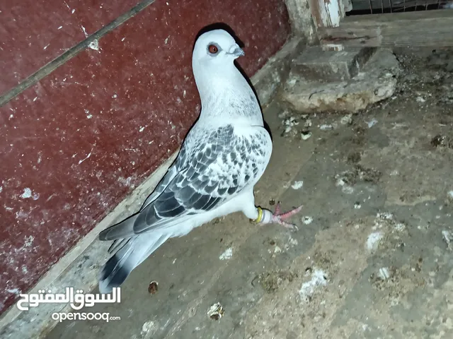 كشميري هومر مكابي بوز احلس بواقي 4 مصري نوري حلبي سكسفوني باكستاني يهودي.جواز و كوم طيور كش و زق