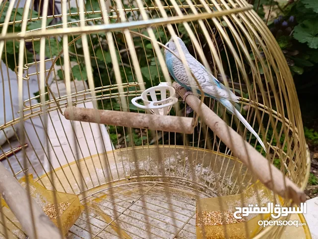عصفور حب مع قفص