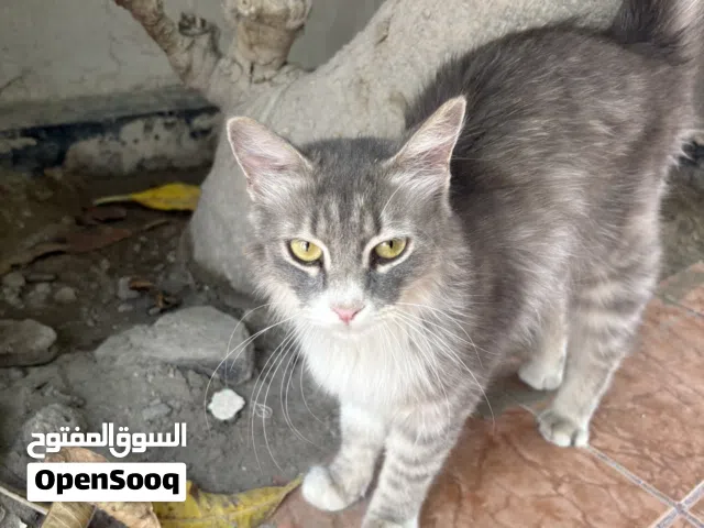 Sweet kitty looking for a forever home