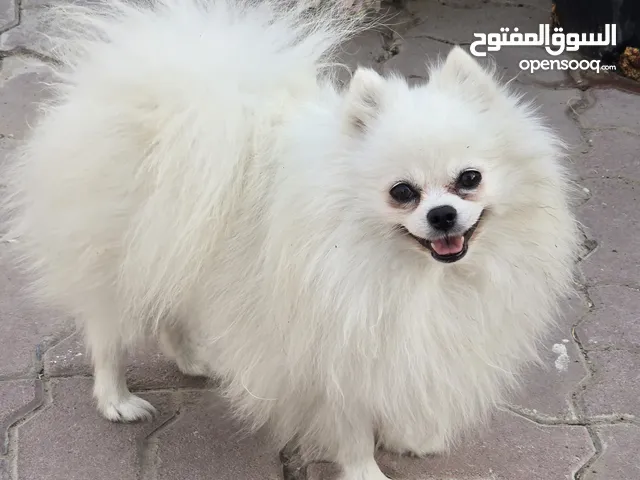 pomeranian male for MATING ONLY, NOT FOR SALE