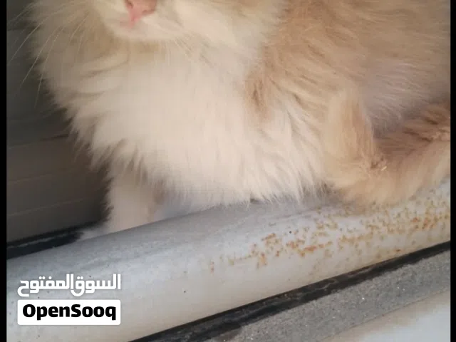 دعبول قط نظيف لعوب