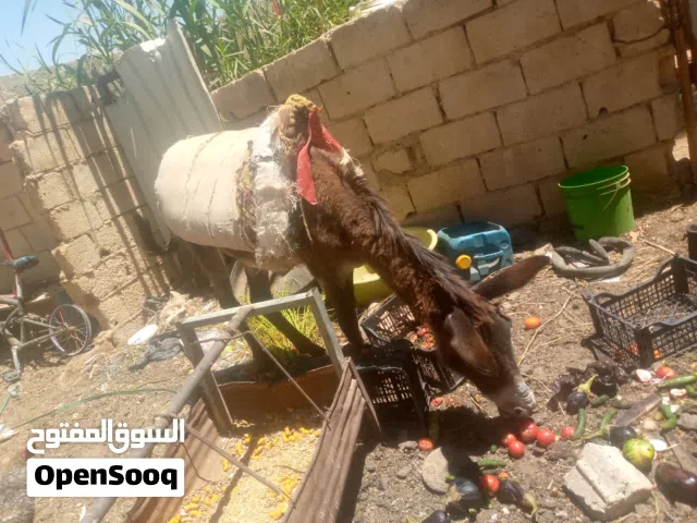 حمار طواشا عاقل
