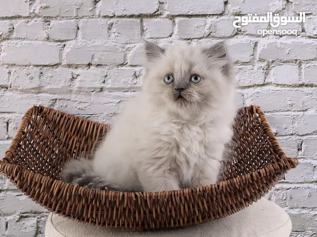 للبيع همالايا جاهزه للتسليم يوجد خدمة توصيل