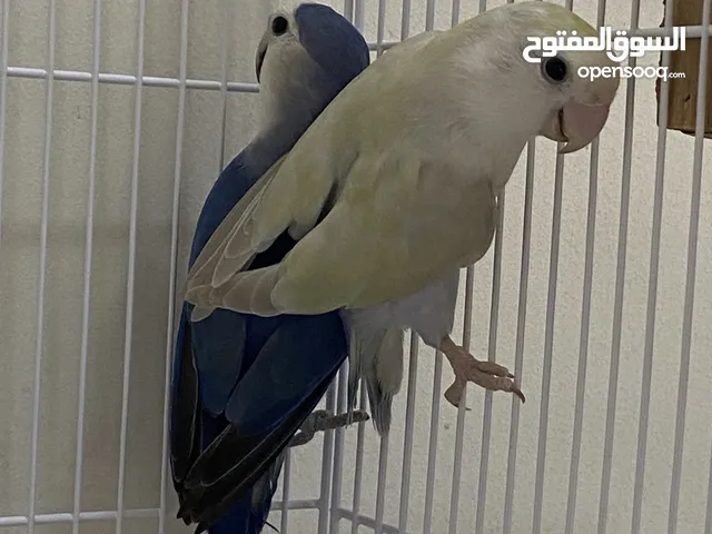 ببغاء لوف بيرد