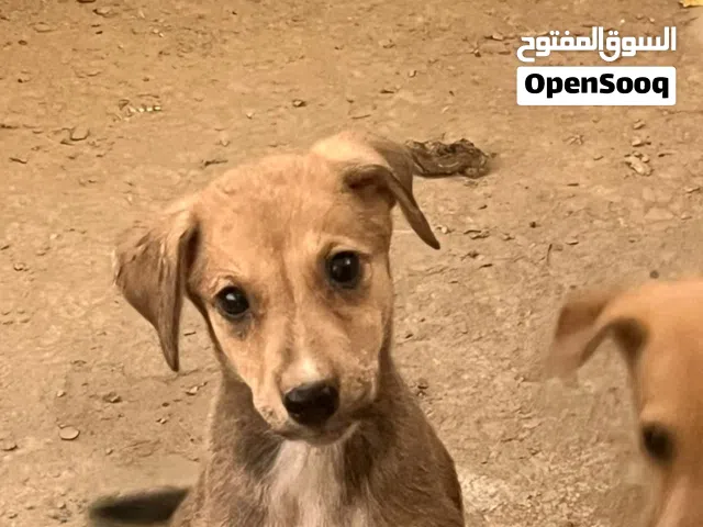 Looking for a Lifetime of Tail Wags? Meet Our Playful Pups!