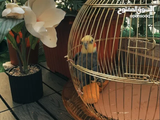 كوكتيل الكروان مع قفص وطعام بعمر خمس شهور