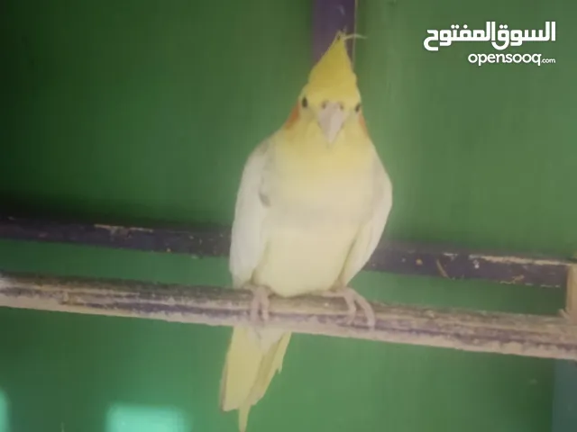 كوكتيلات ثلاثة واحد وحشي وثنين اليفات
