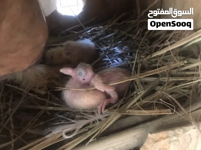 روز جاهزات+حمام اسدي وشيرازي حبه