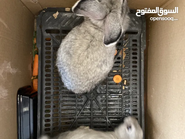ارنب عمره 6 شهور