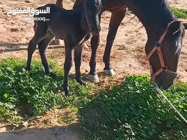 السلام عليكم ..... بسم الله ماشاء الله.. فرس والده للبيع