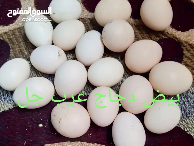 بيض دجاج عرب