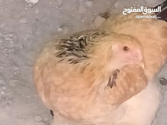 بيض براهما+صيصان براهما