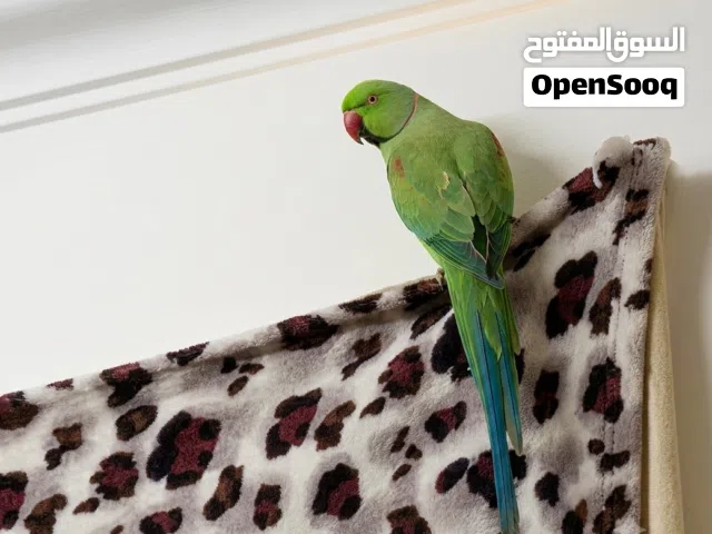 بغبغاء الدره اليف