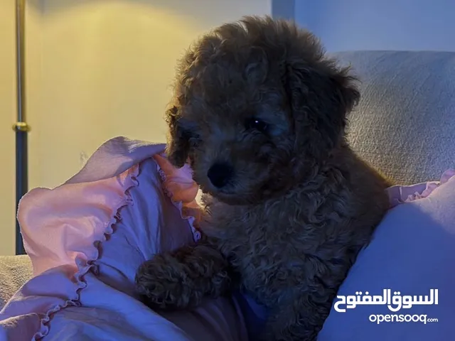 Pure mini poodle female