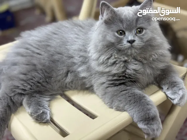 للبيع قطط العمر5اشهر هادين ويحبون اللعب