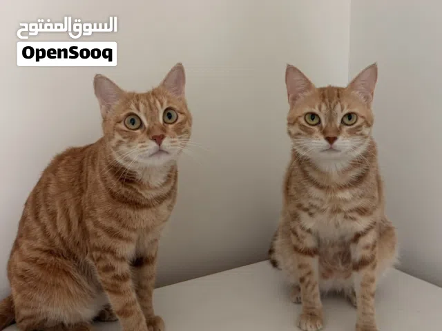 Free adoption