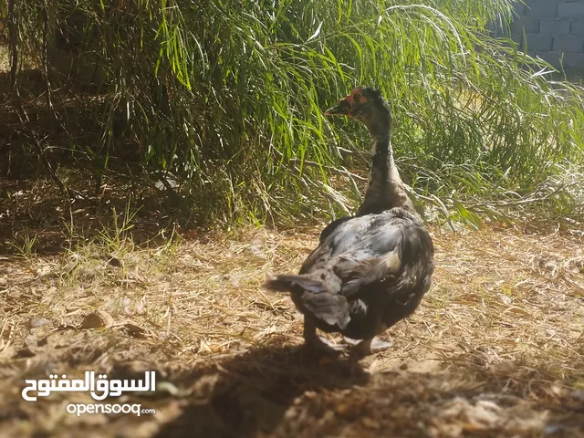 متوفر بطه عربيه تحتها 10فلاليس وبطه تحتها 7فلاليس ومعاهم ذكر للبيع