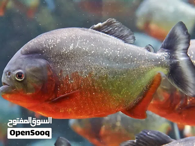 red pally piranha  بيرانا اصل للبيع
