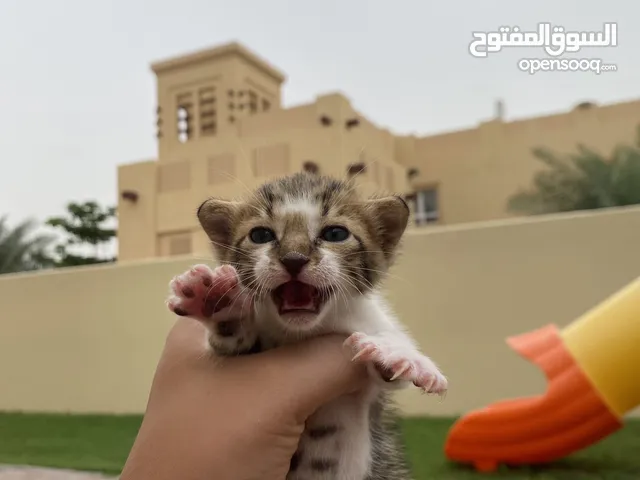 قط للتبني في دبي