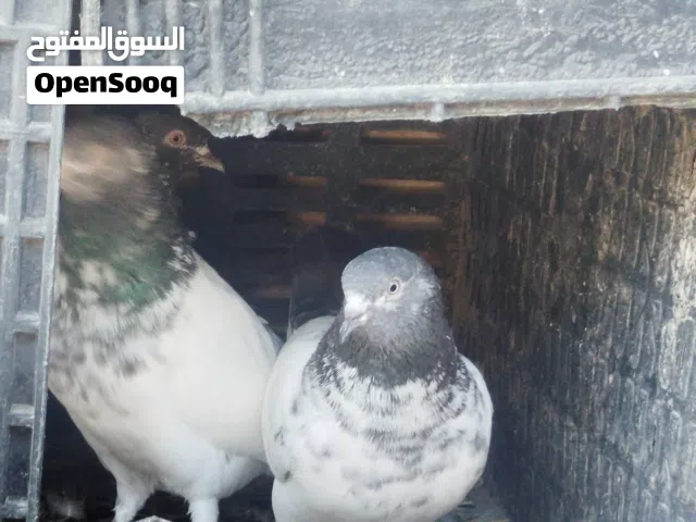 طيرو تور وياهن تيدي مستورد العدد 33ينحسب 30الزوج بل8والتيدي علي 15وينباع شلع