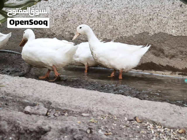 بط بالصحة ممتازة