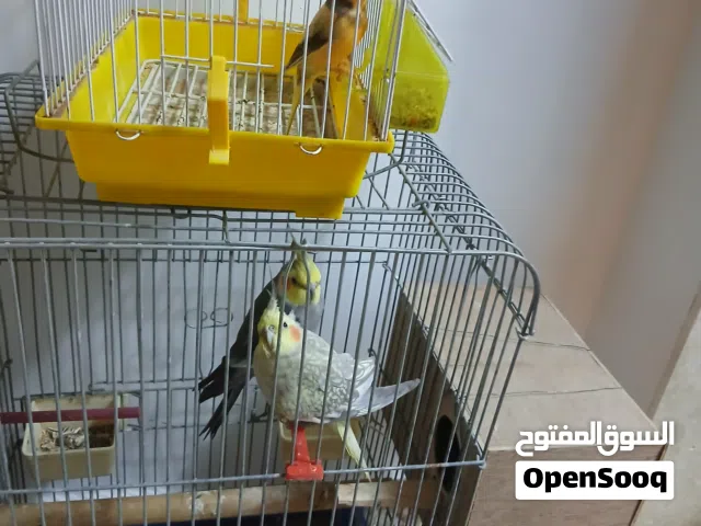 كوبيه كوكتيل