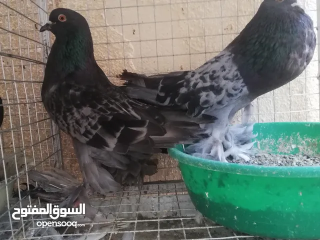 حمام زينه للبيع الوصف مهم...