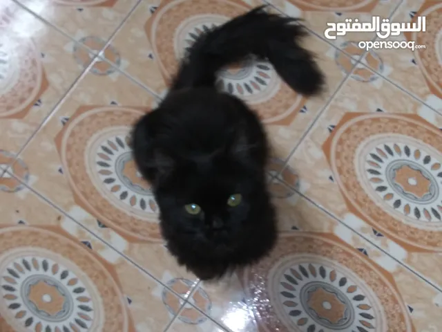 قط اسود لون ملكي