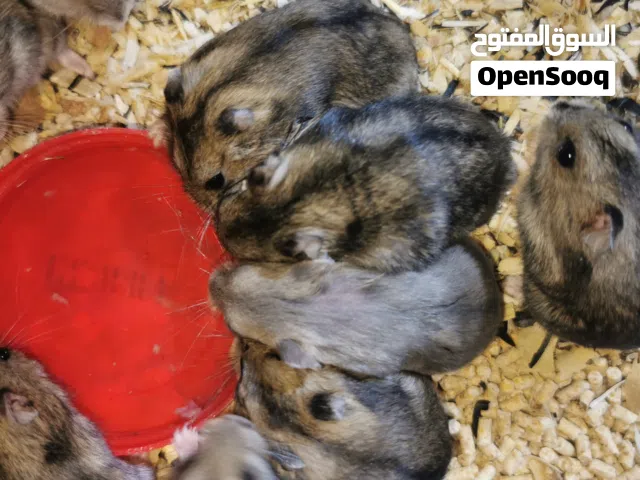 هامستر سوري وروسي للبيع جمله ومفرد