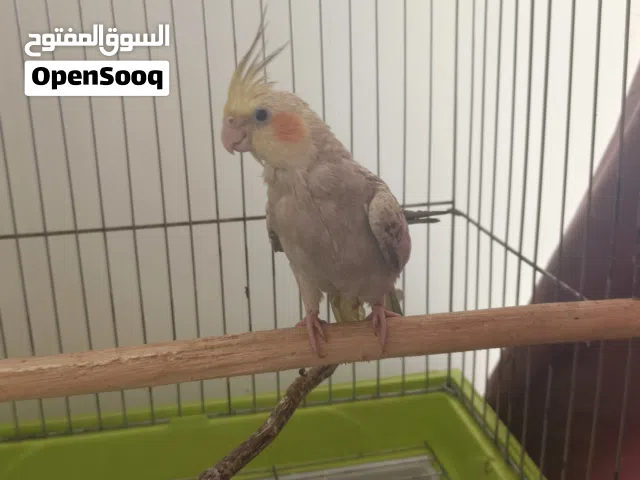 كوكتيل اليف للبيع