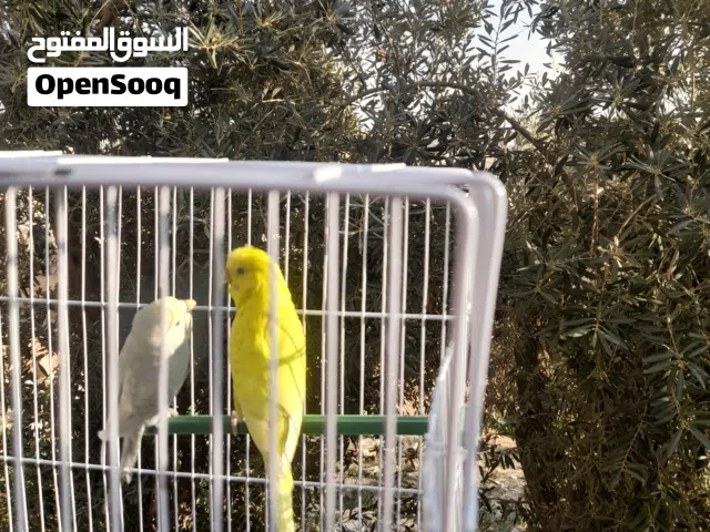 حب ذكر وانثى وفرخ عمرو شهر ونص كوكتيل ذكر وانثى جاهزين للبيع