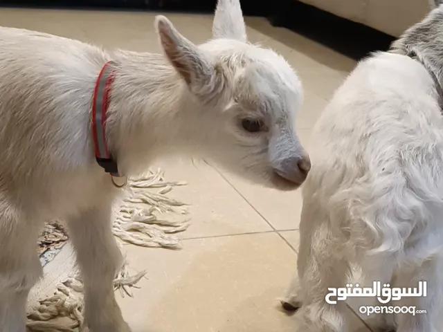ماعز القزم عمر اقل من شهر