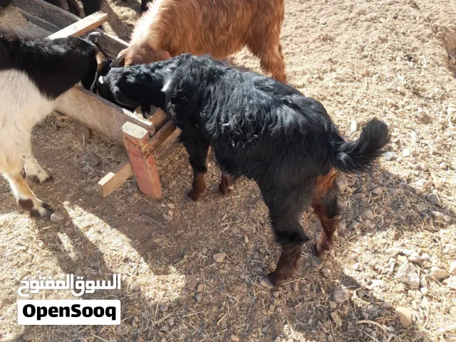 جديان للبيع